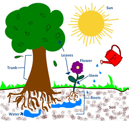 Essay photosynthesis process